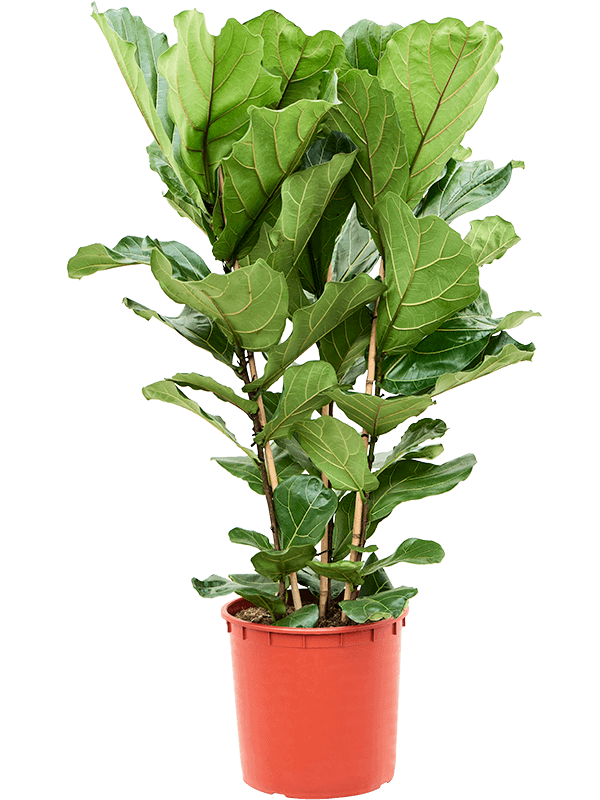 Lush Fiddle Leaf Fig Ficus lyrata Indoor House Plants