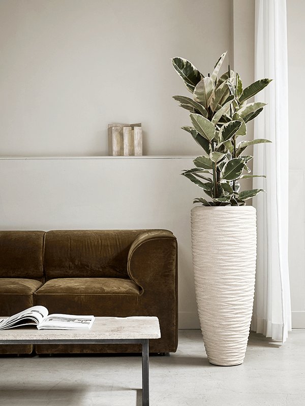 Lush Rubber Plant Ficus elastica 'Tineke' Indoor House Plants