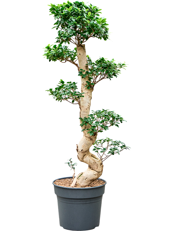 Lush Curtain Fig Ficus microcarpa 'Compacta' Tall Indoor House Plants Trees