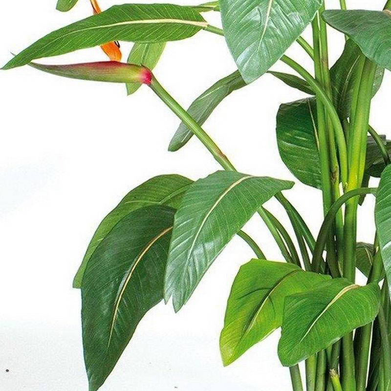 STRELITZIA EXCLUSIVE Artificial Flower Plant