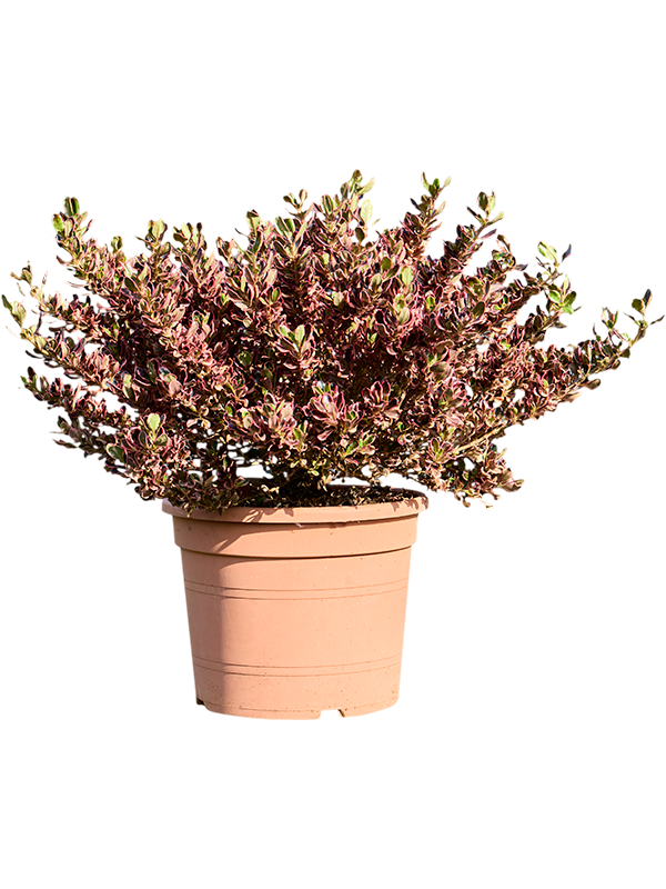 Coprosma repens 'Rainbow Suprise'