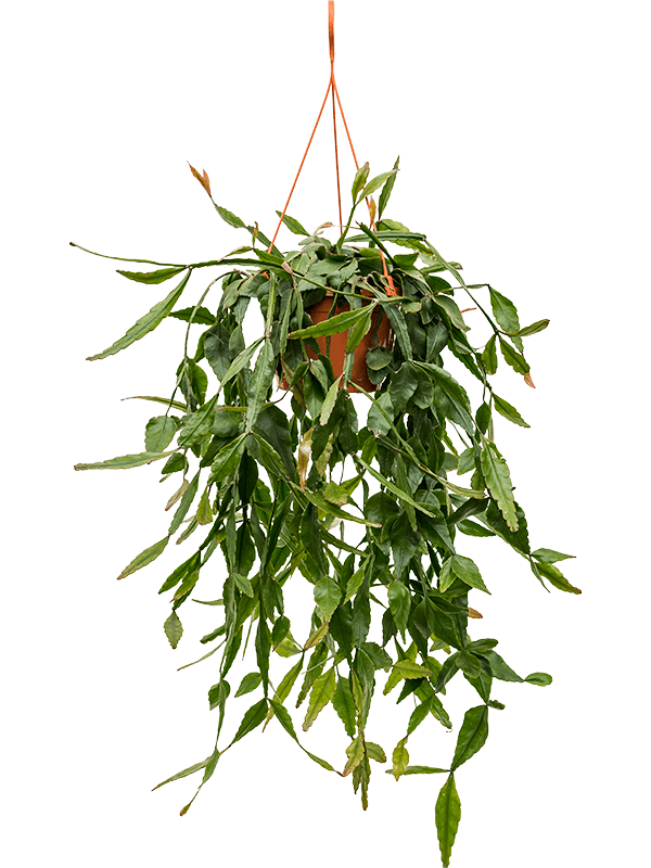 Easy-Care Mistletoe Cactus Rhipsalis eliptica Indoor House Plants