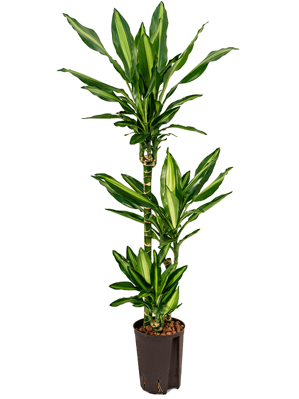Colorful Corn Plant Dracaena fragrans 'Cintho' Indoor House Plants W35 H105  cm - from 47.99 | Getpotted.com