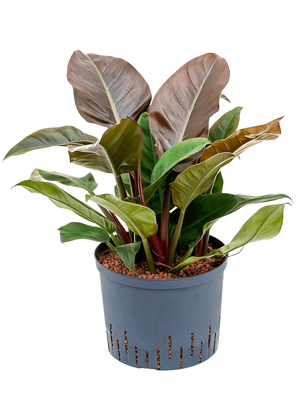 Lush Heart-Leaf Philodendron 'Imperial Red' Indoor House Plants