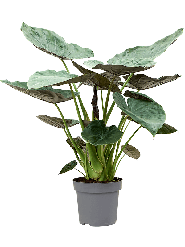 Lush Elephant Ear Alocasia Wentii Indoor House Plants