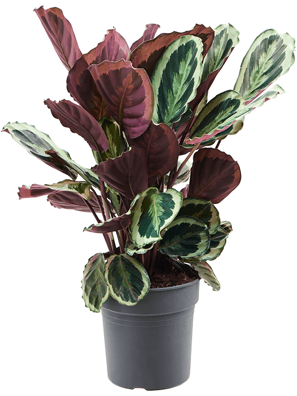 Showy Pin-Stripe Calathea 'Marion' Indoor House Plants