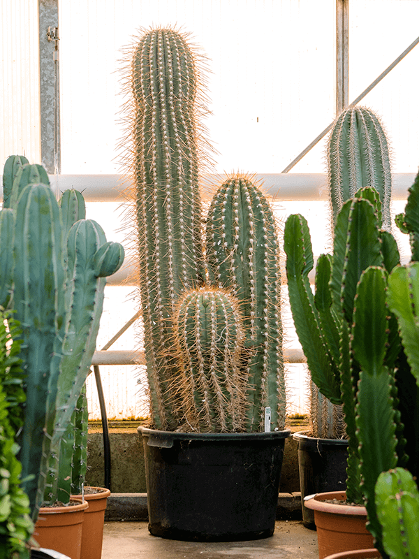Majestic Pasacana Tree Cactus Trichocereus pasacana Indoor House Plants