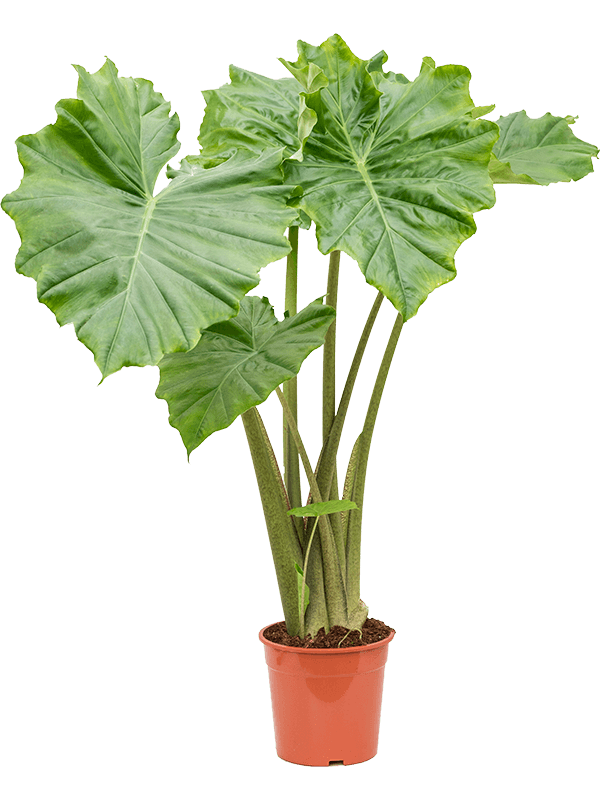 Easy-Care Elephant Ear Alocasia 'Portodora' Indoor House Plants