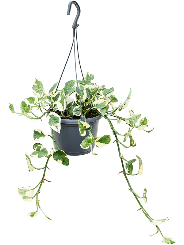 Shade-loving Satin Pothos Scindapsus (Epipremnum) 'N'joy' Indoor House Plants