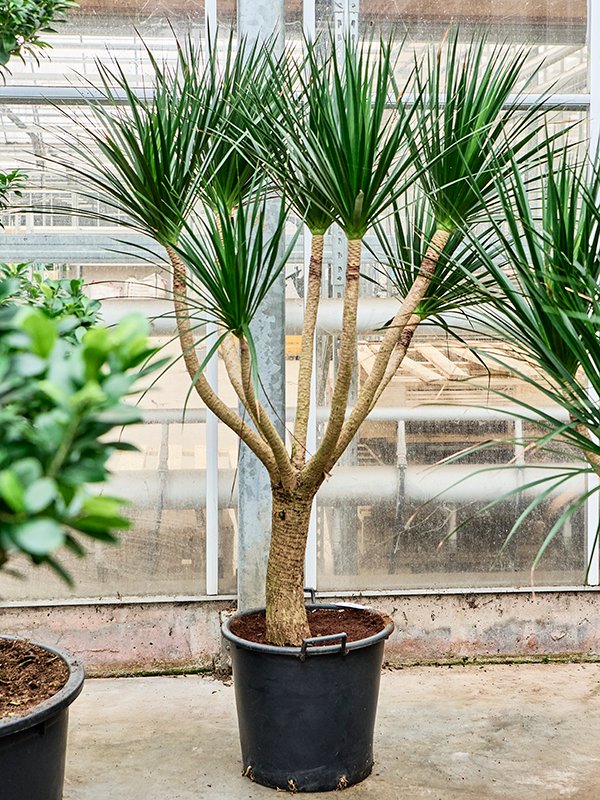 Easy-Care Dragon Tree Dracaena draco (200/250) Tall Indoor House Plants Trees