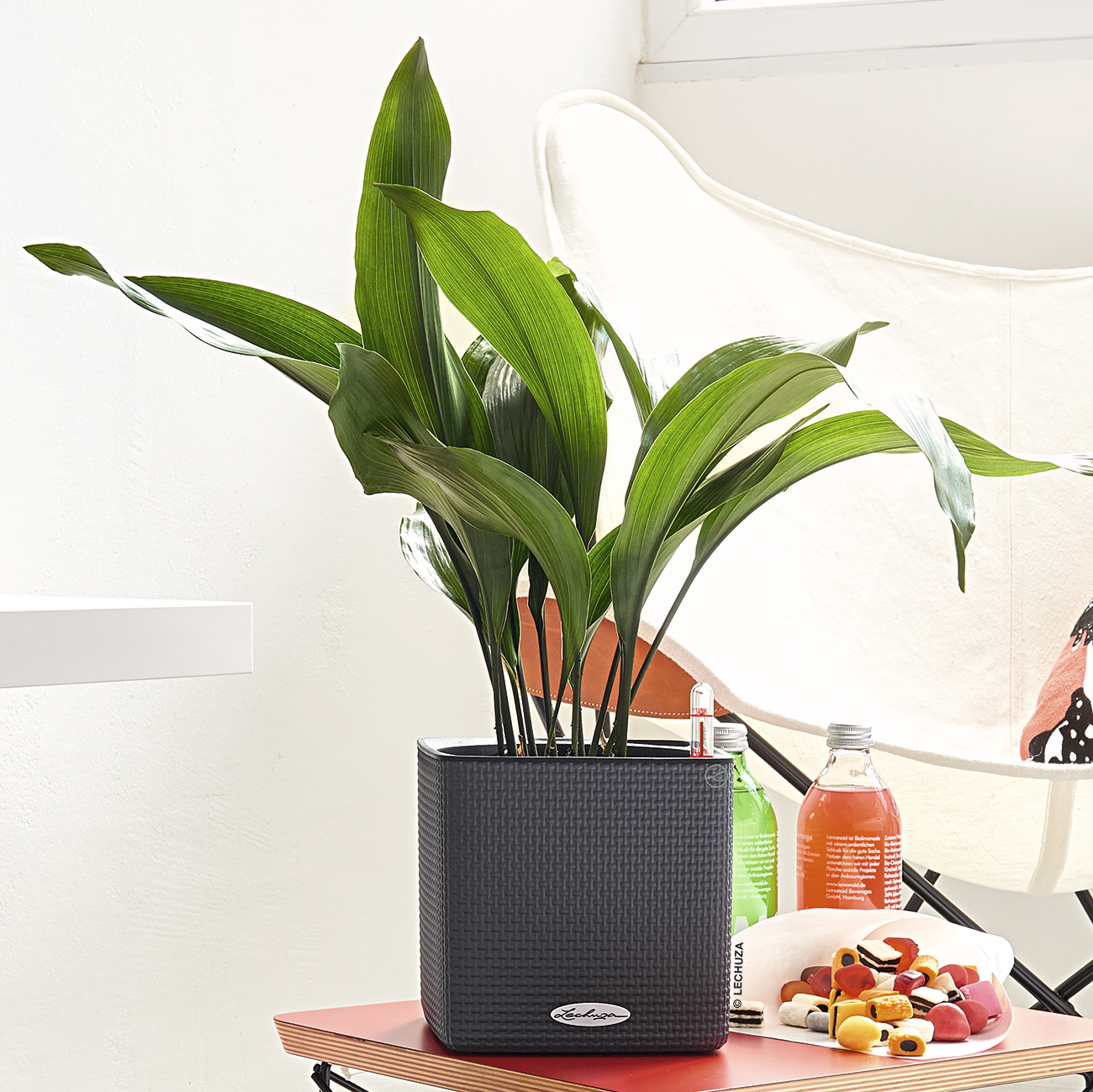 LECHUZA CUBE Color Square Poly Resin Indoor Self-watering Planter