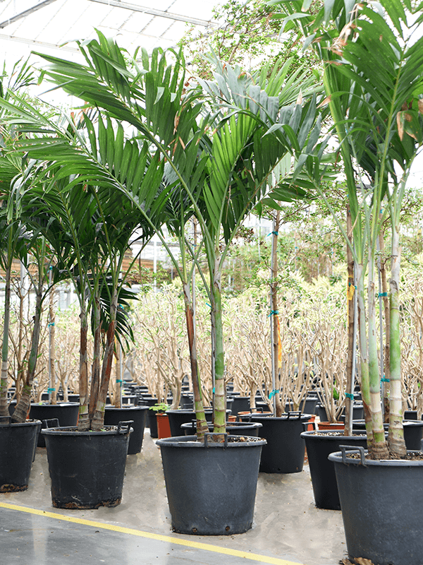 Lush Manila Palm Veitchia (Adonidia) merrillii (575-650) Indoor House Plants