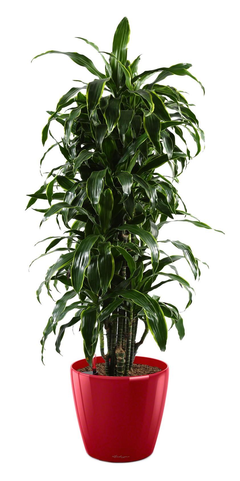 Dracaena Fragrans Arturo in LECHUZA CLASSICO LS 43 Self-watering Planter, Total Height 150 cm