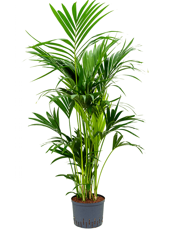 Lush Sentry Palm Kentia (Howea) forsteriana Indoor House Plants