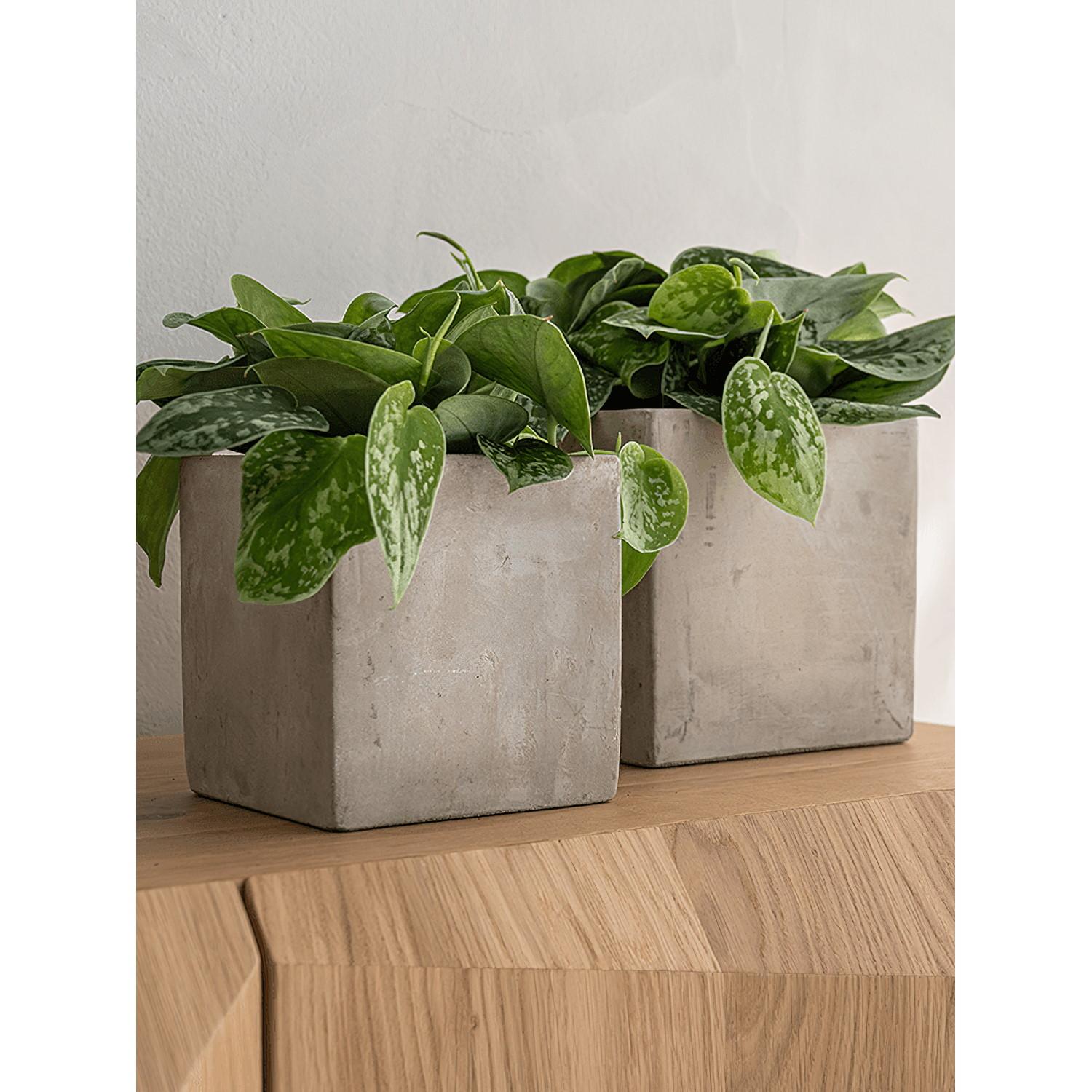 Grace Concrete Square Planter by Idealist Premium