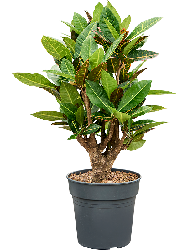Colorful Croton (Codiaeum) variegatum 'Petra' Indoor House Plants