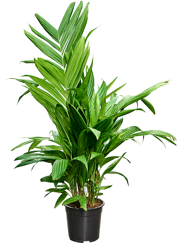 Areca triandra