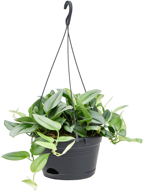 Lush Heart-Leaf Philodendron 'Metal Green' Indoor House Plants