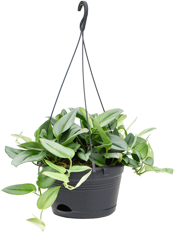 Lush Heart-Leaf Philodendron 'Metal Green' Indoor House Plants