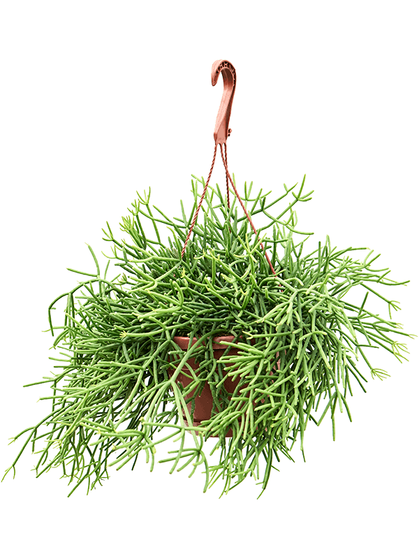 Cheerful Mistletoe Cactus Rhipsalis heteroclada Indoor House Plants