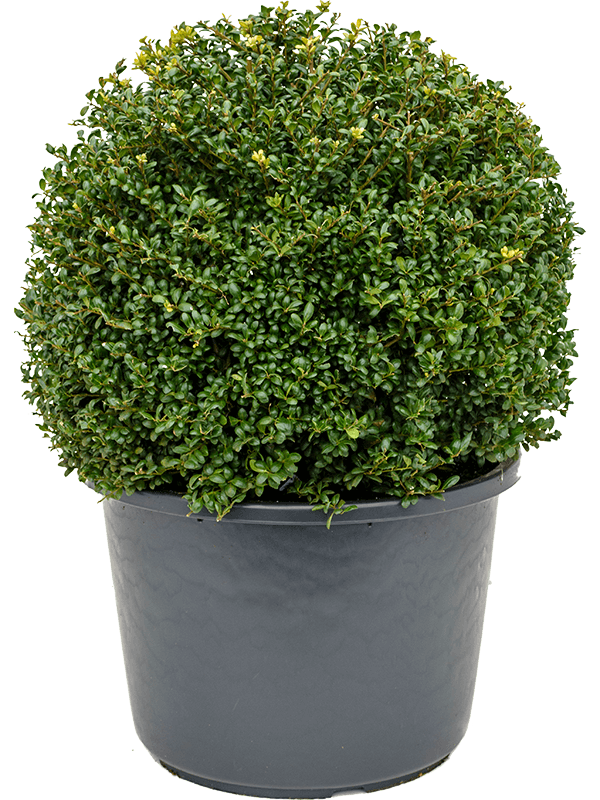 Cute Japanese Holly Ilex crenata 'Convexa'