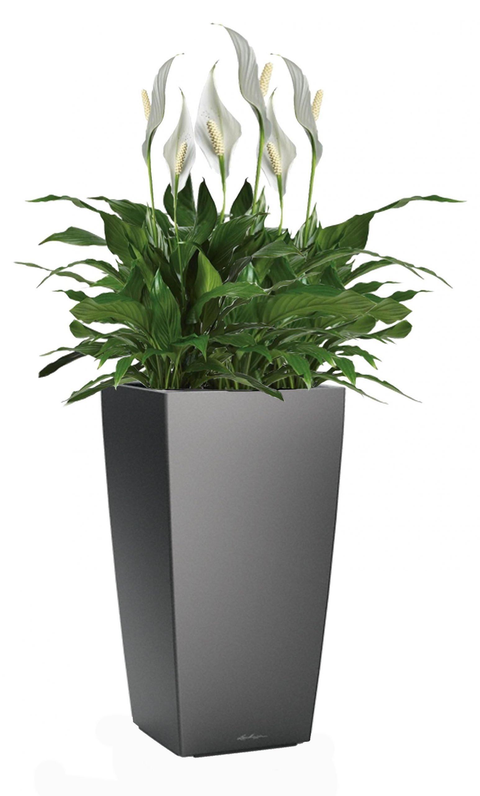 Blooming Spathiphyllum Sweet Chico in LECHUZA CUBICO Self-watering Planter, Total Height 80 cm