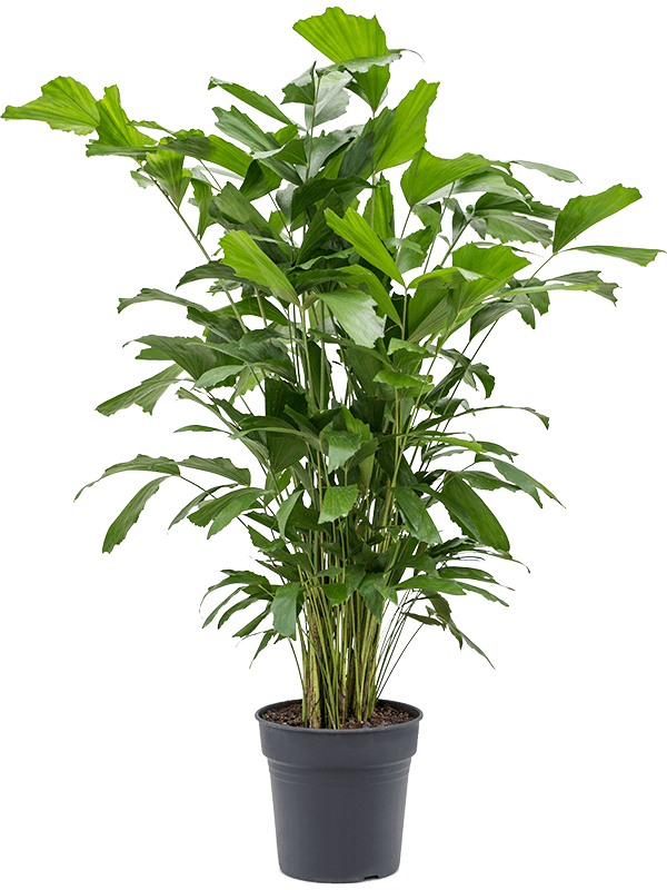 Lush Fishtail Palm Caryota mitis Indoor House Plants