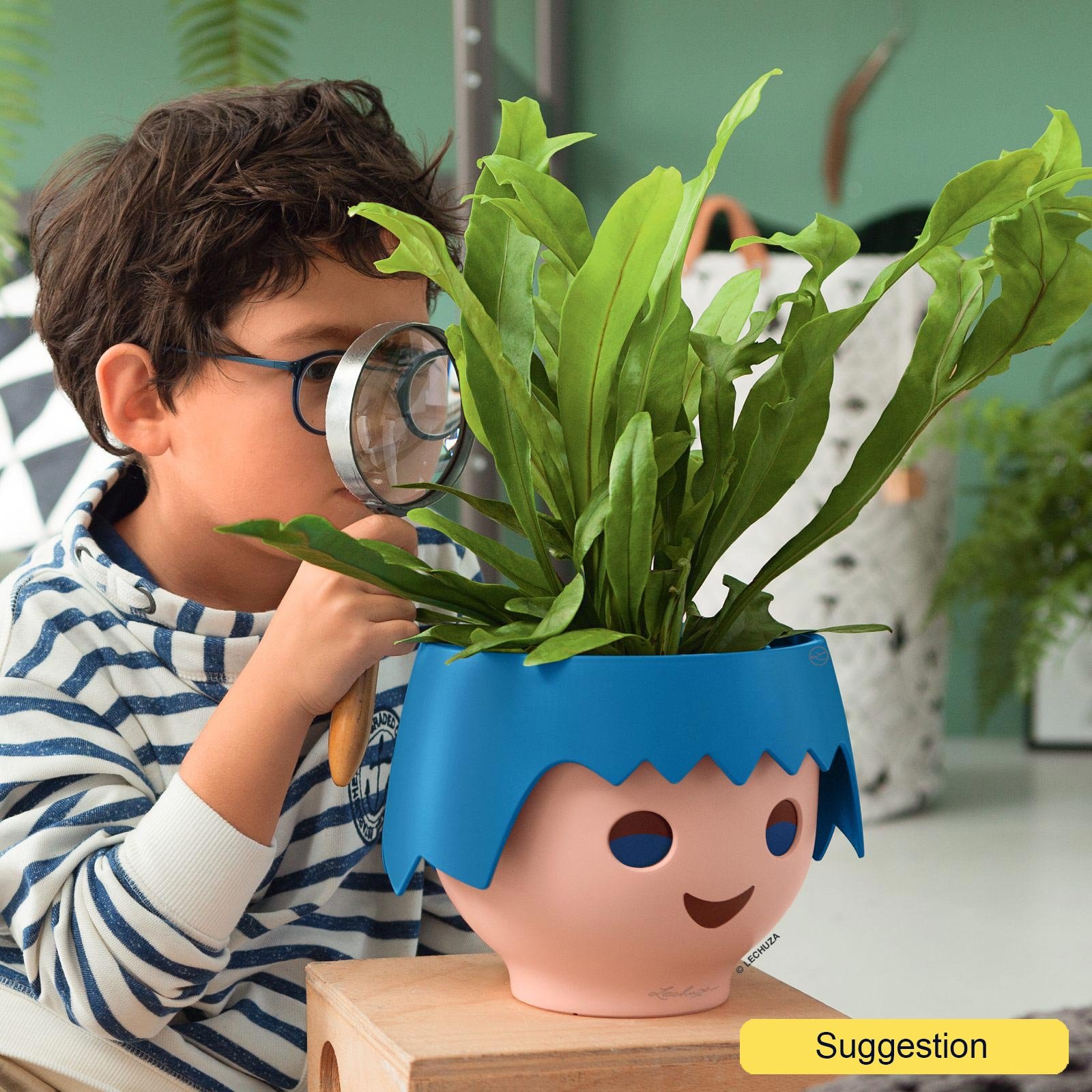 Lush Staghorn Fern Platycerium bifurcatum Indoor House Plants