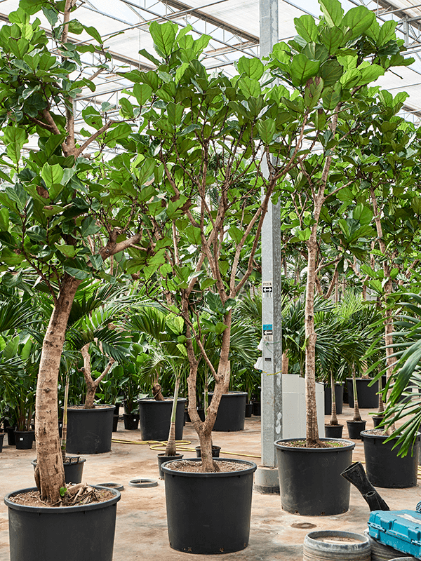 Lush Fiddle Leaf Fig Ficus lyrata Indoor House Plants
