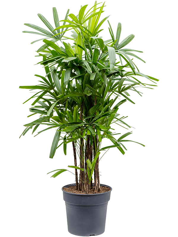 Tropical Lady Palm Rhapis excelsa Indoor House Plants