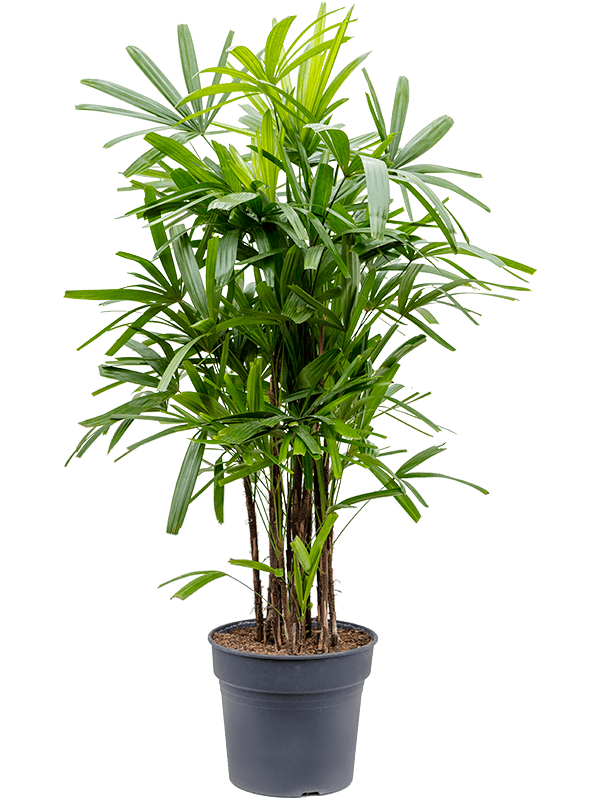 Tropical Lady Palm Rhapis excelsa Indoor House Plants