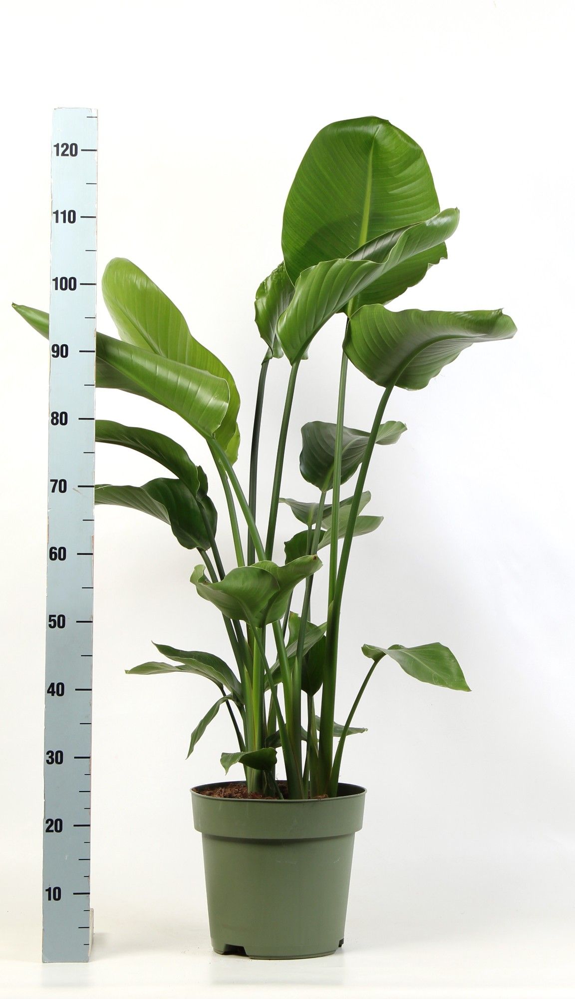 Tropical Bird of Paradise Strelitzia nicolai Indoor House Plants