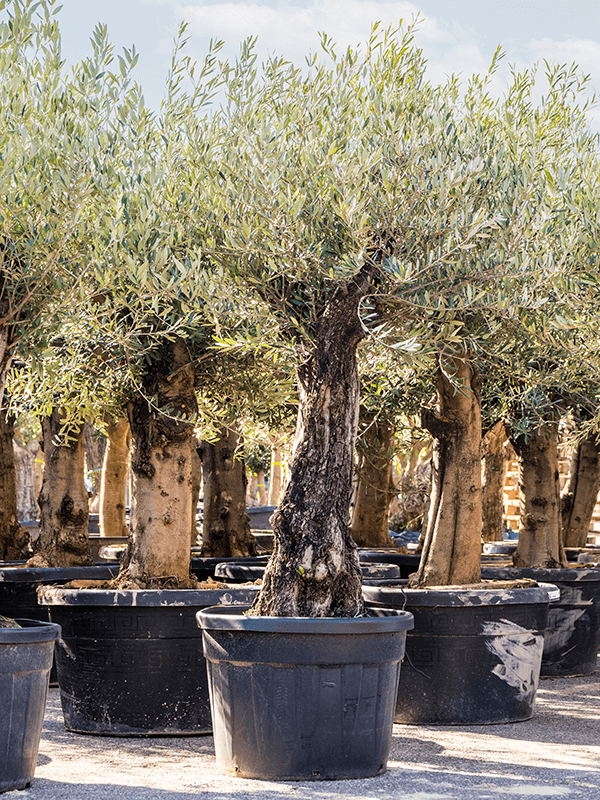 Showy Olive Olea europaea