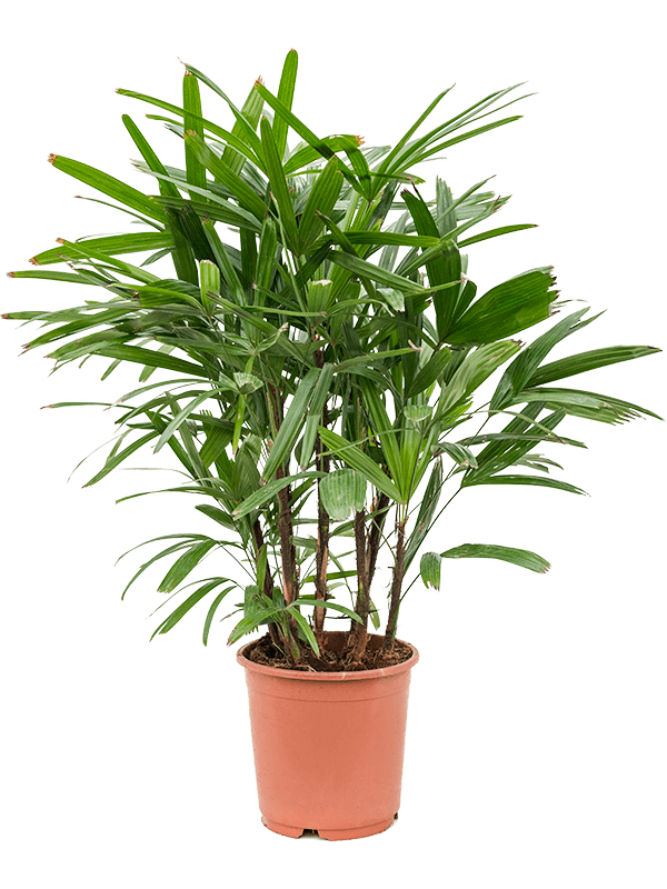 Tropical Lady Palm Rhapis excelsa Indoor House Plants