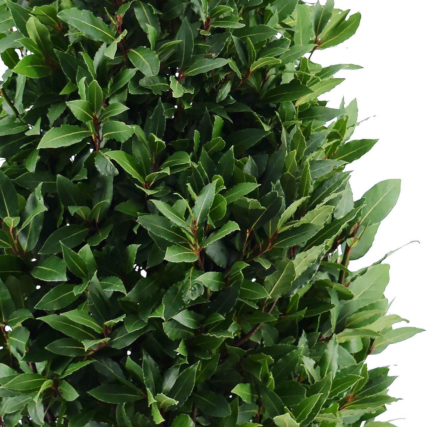 Lush Bay Tree Laurus nobilis