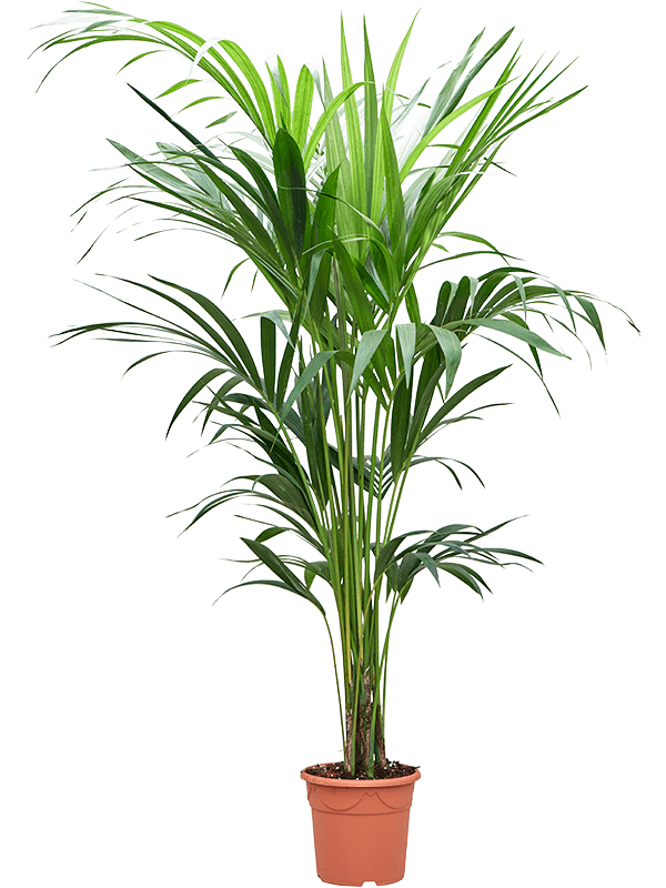Lush Kentia Palm Howea forsteriana Indoor House Plants
