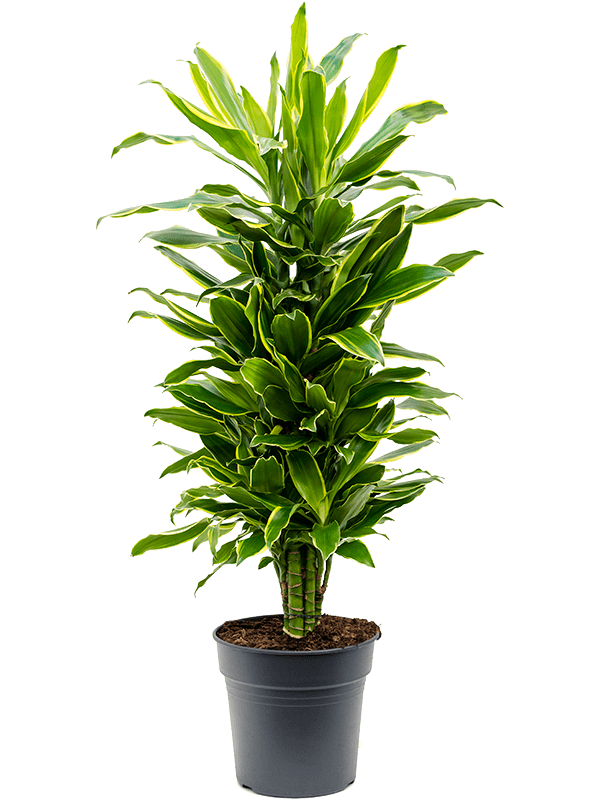 Insta-friendly Corn Plant Dracaena fragrans 'Golden Coast' Tall Indoor House Plants Trees