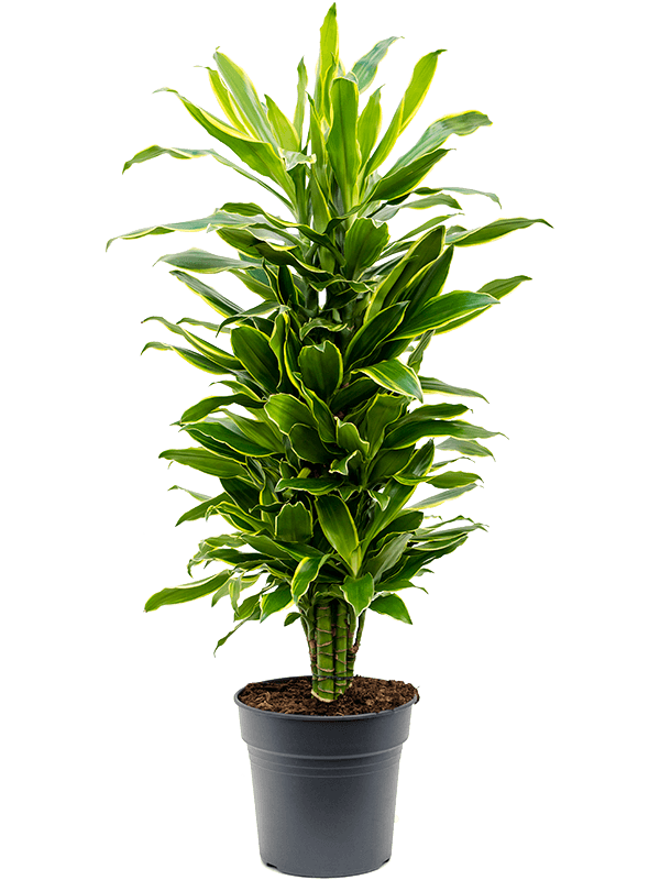 Insta-friendly Corn Plant Dracaena fragrans 'Golden Coast' Tall Indoor House Plants Trees