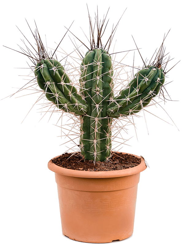 Photogenic Toothpick Cactus Stetsonia coryne Indoor House Plants