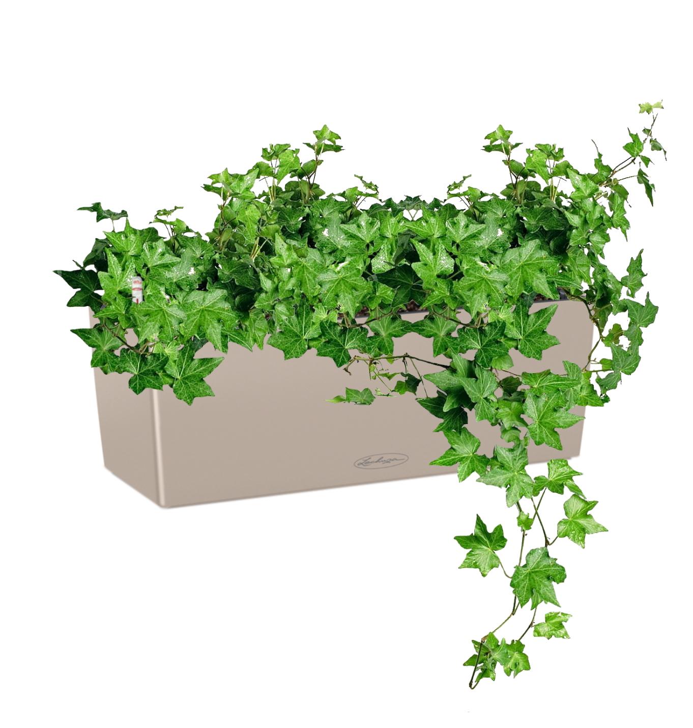 Ivy in LECHUZA BALCONERA Color Self-watering Planter, Total Height 50 cm