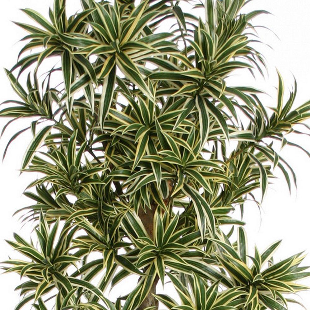 Dracaena Song of India Flame Retardant Artificial Tree Plant