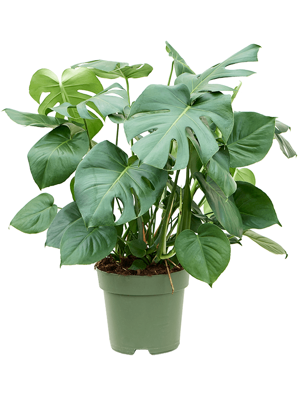 Shade-loving Swiss Cheese Plant Monstera deliciosa Indoor House Plants