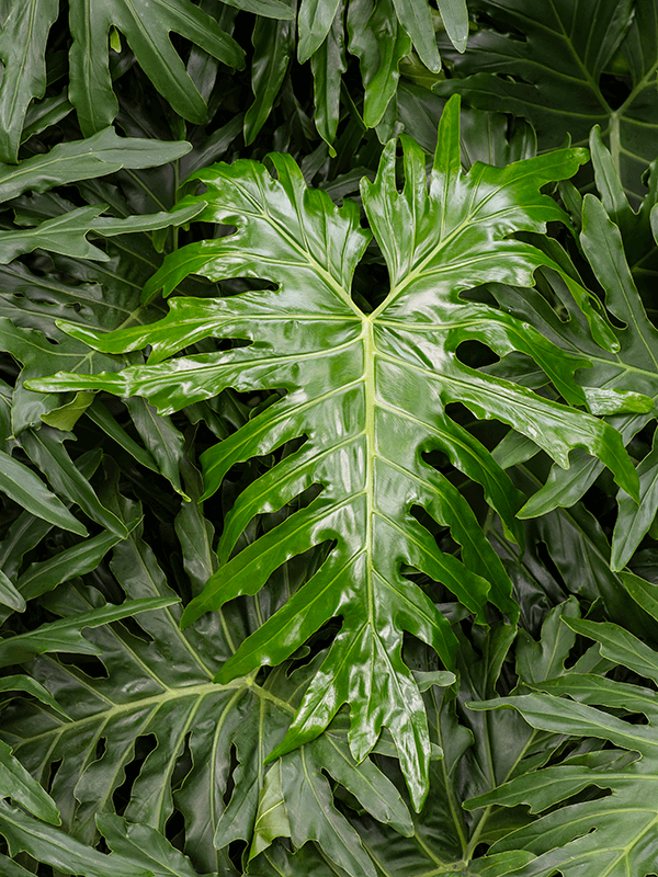 Lush Heart-Leaf Philodendron selloum Indoor House Plants