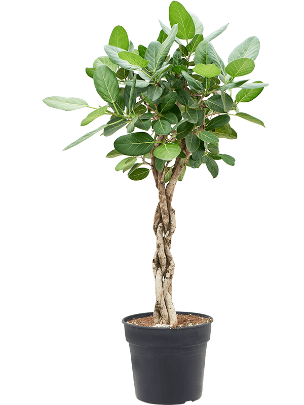 Lush Banyan Fig Ficus benghalensis 'Audrey' Indoor House Plants