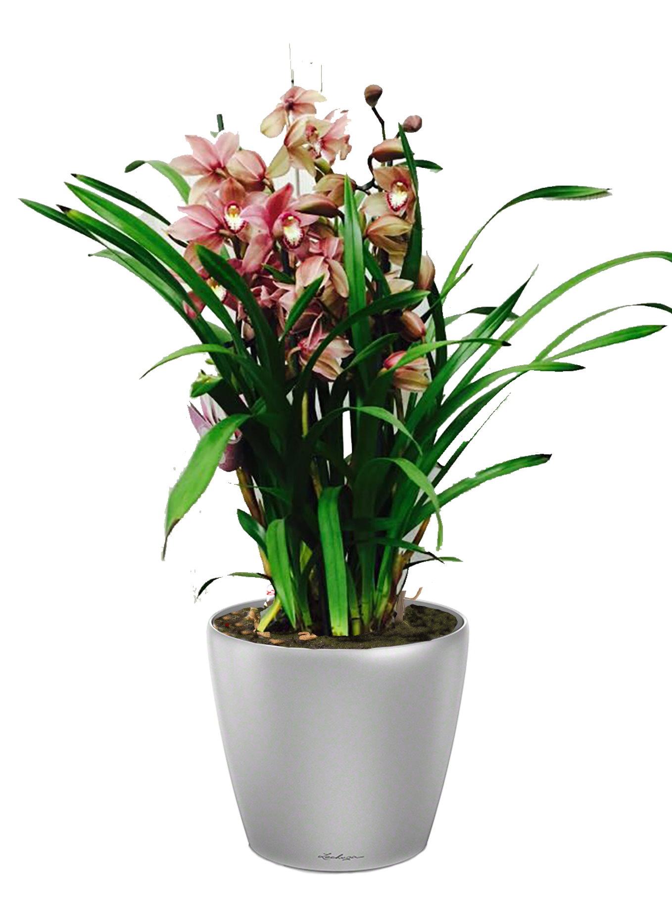 Blooming Cymbidium Orchid in LECHUZA CLASSICO LS Self-watering Planter, Total Height 80 cm