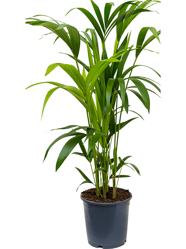 Lush Sentry Palm Kentia (Howea) forsteriana Indoor House Plants
