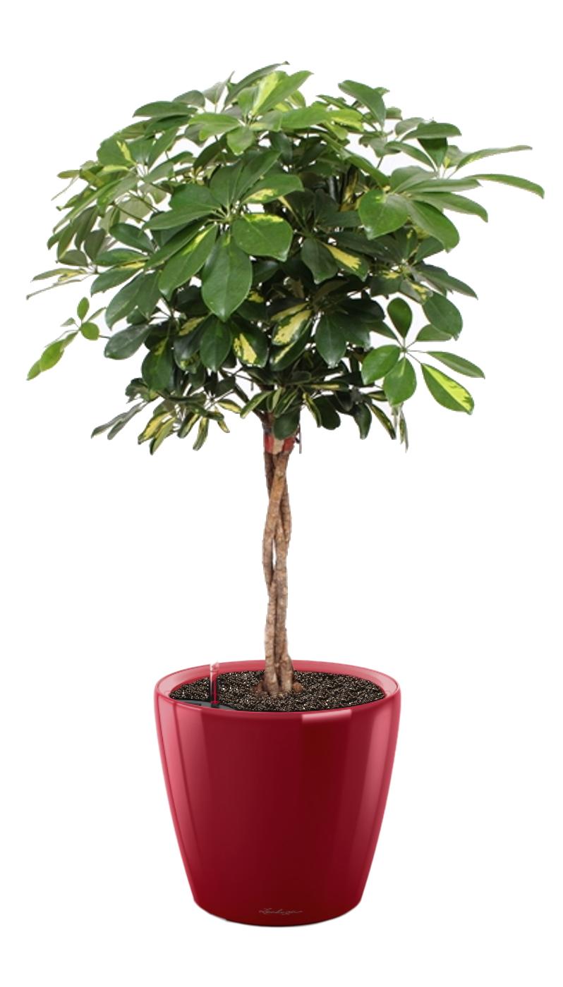 Schefflera Arboricola Gold Capella in LECHUZA CLASSICO LS Self-watering Planter, Total Height 140 cm