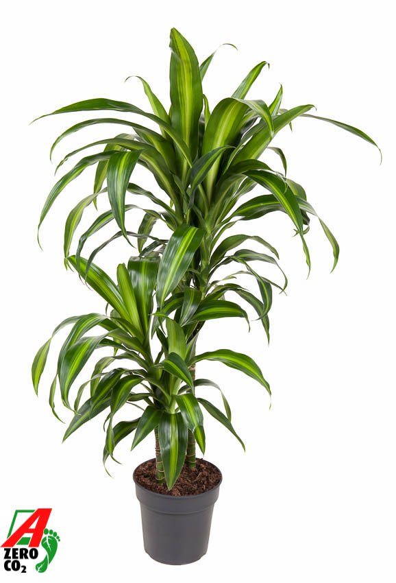 Elegant Corn Plant Dracaena fragrans 'Hawaiian Sunshine' Indoor House Plants