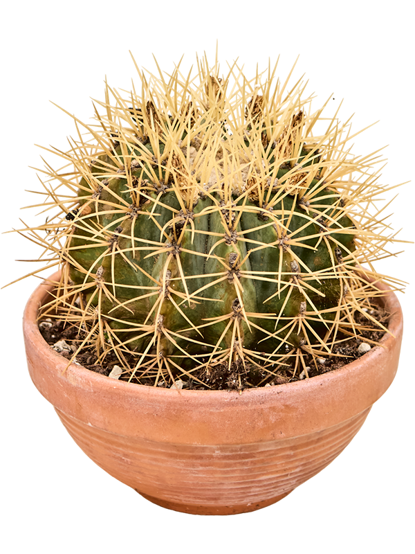 Cute Blue Barrel Cactus Ferocactus glaucescens Indoor House Plants