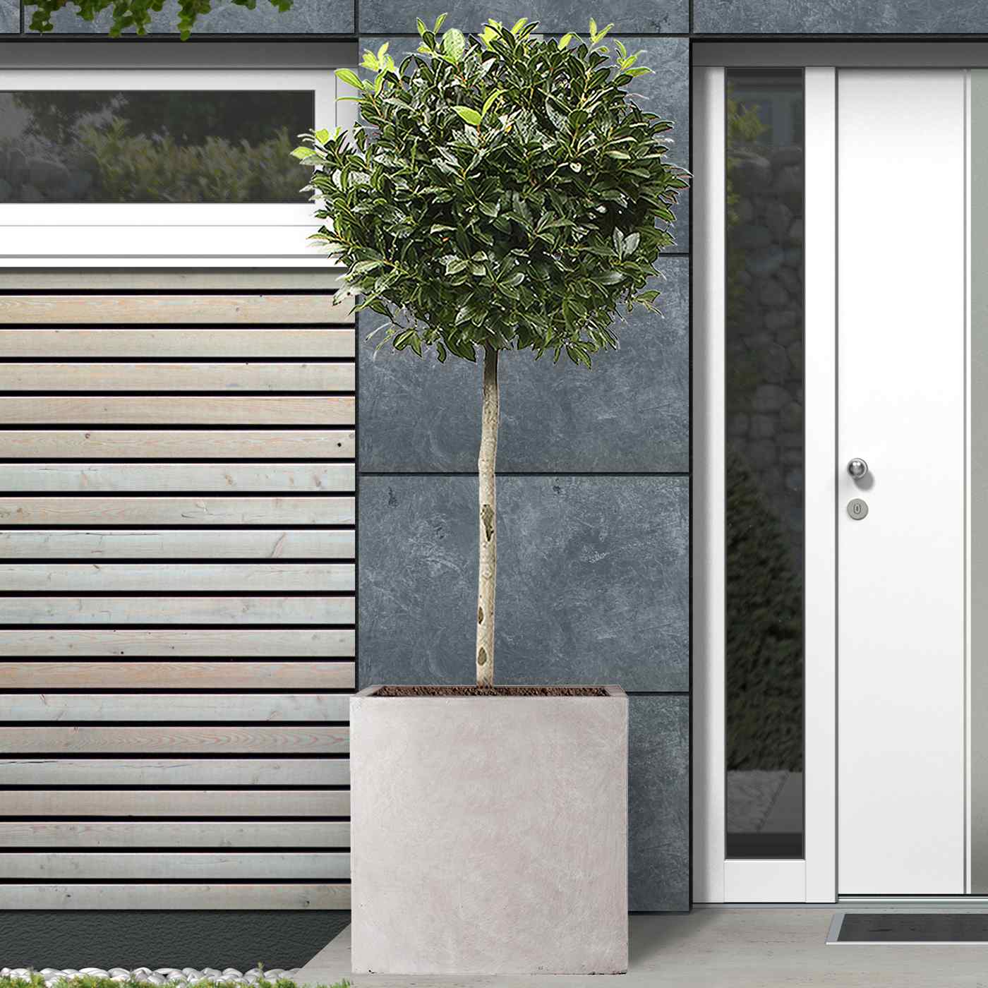 IDEALIST Lite Square Box Contemporary Light Concrete Planter
